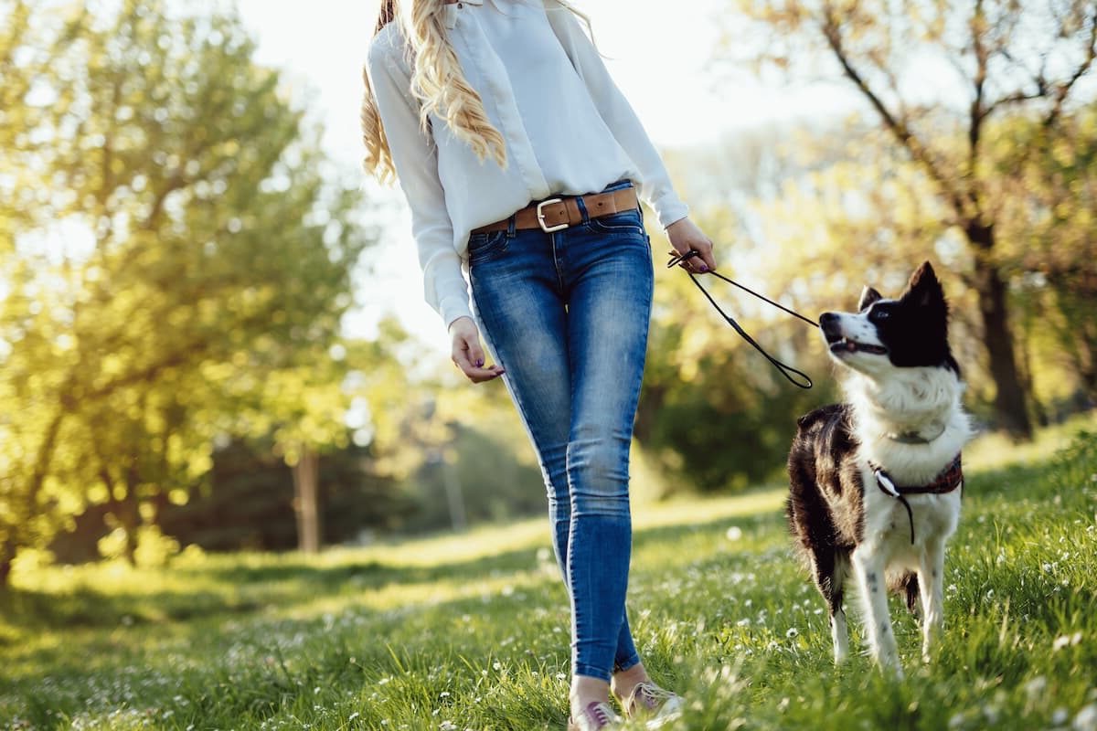 A dog enjoying outdoor playtime
