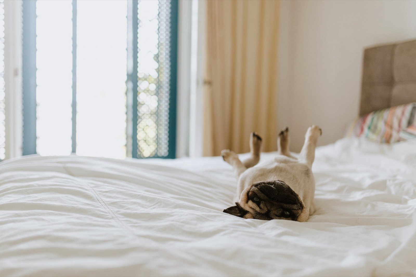 A pug stretched out upside down on a crisp white hotel bed