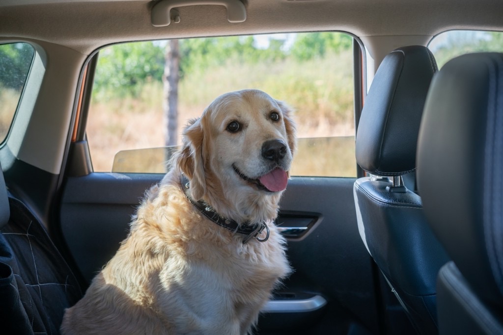 A golden retriever sitting in the back seat of a car, ready to ride