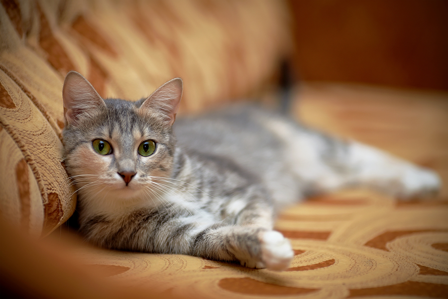 25 Crazy Cat Facts - Assisi Animal Health