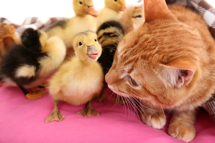 ducklings and kittens