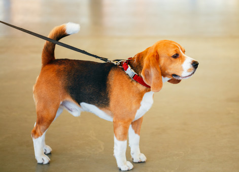Fetch! Pet Care Spills the Beans on Dog Walker Secrets!