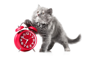 cat, cat schedule