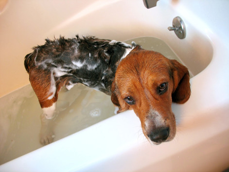 Learn how to bathe a dog on Fetch! Pet Care