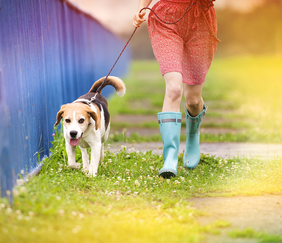 Zu Behandeln, wie Hund zu Fuß bei Schlechtem Wetter Holen! Pet Care