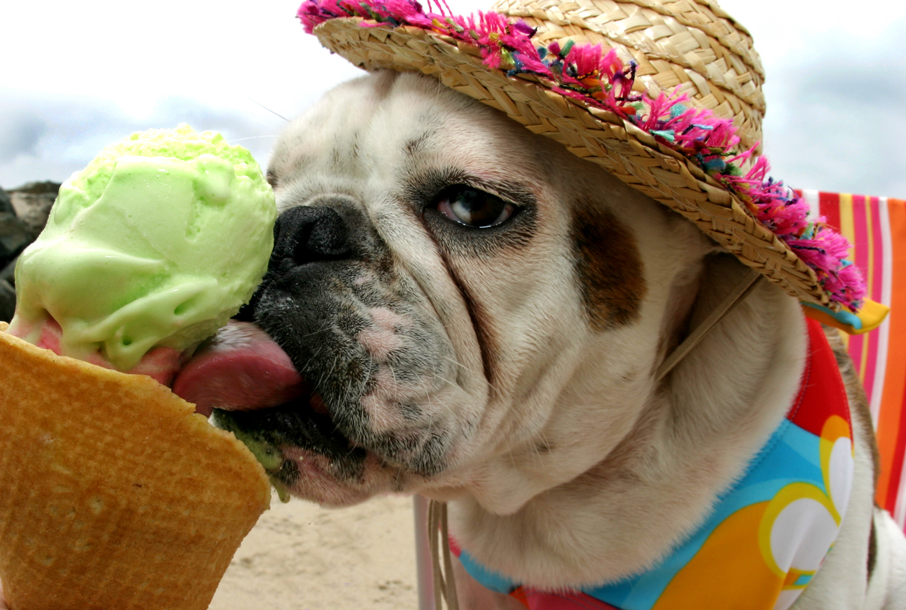 HOMEMADE DOG TREATS A Simple Way to Help Pets Cool Down Fetch! Pet Care