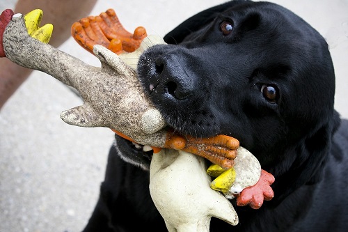 This is an image of a black Labrador Retriever with his toy chickens.