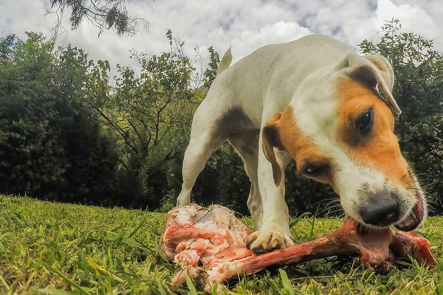 are turkey leg bones safe for dogs to eat