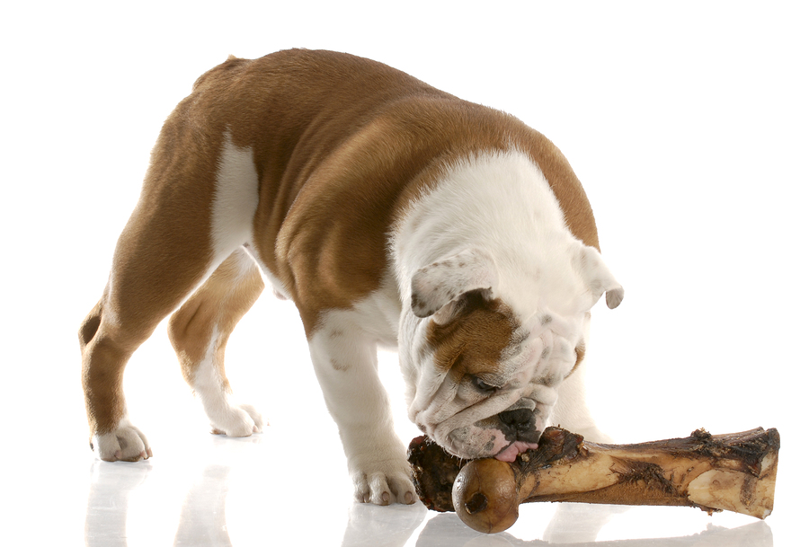 Can Dogs Eat Lamb Bones And What Are The Risks Fetch Pet Care
