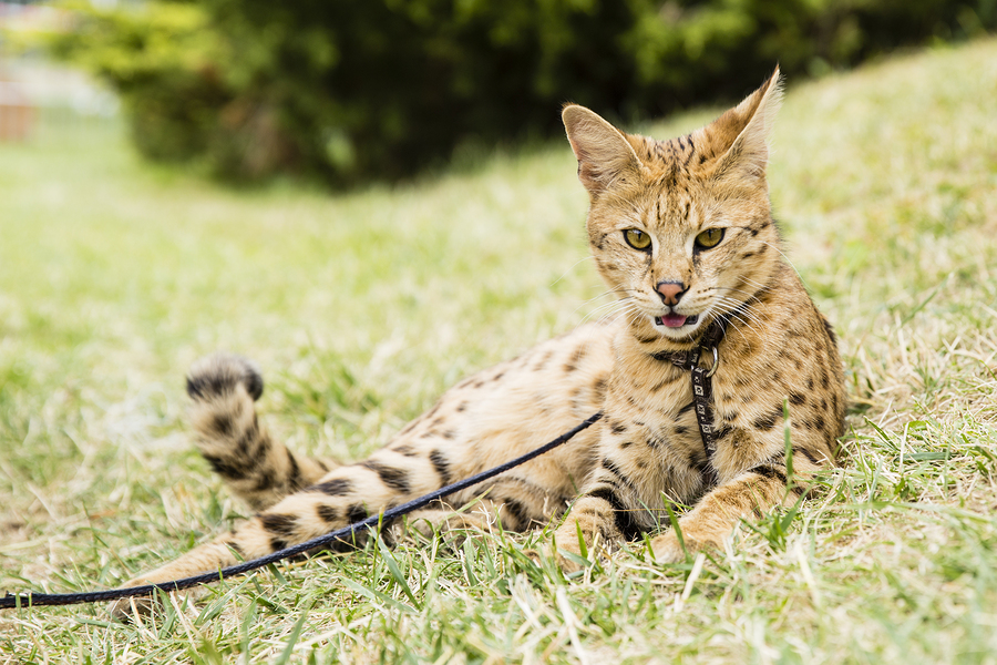 savannah cat, serval cat, cats, expensive cats