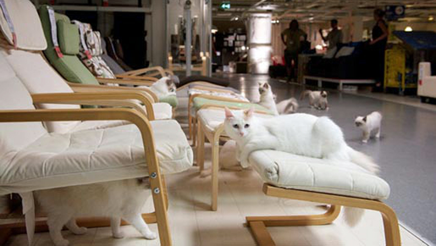 IKEA cats, cat true stories, cats