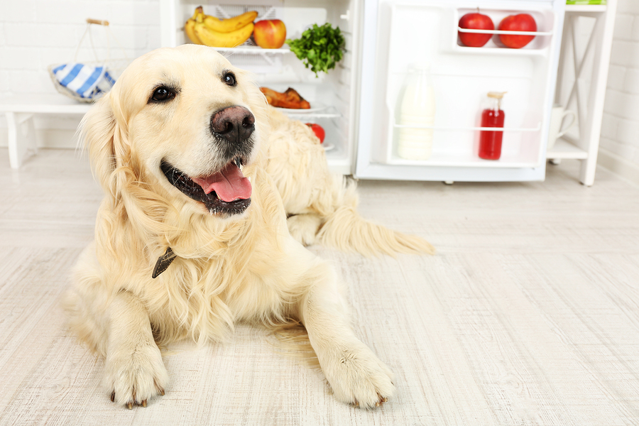 are apples and carrots good for dogs