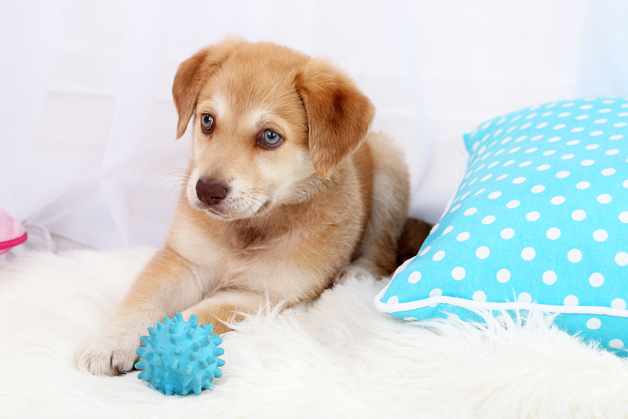 Cute beige puppy playing with ball on white carpet, on light bac