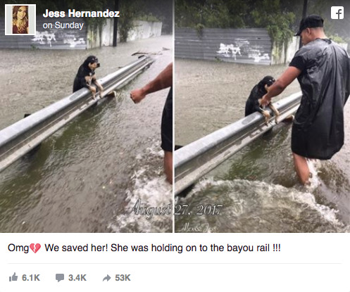 Hurricane Harvey pets