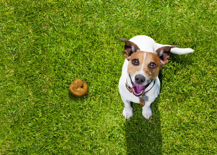 what can i feed my dog to stop eating poop