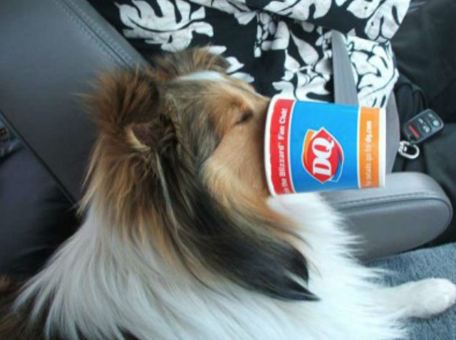 is dairy queen ok for dogs