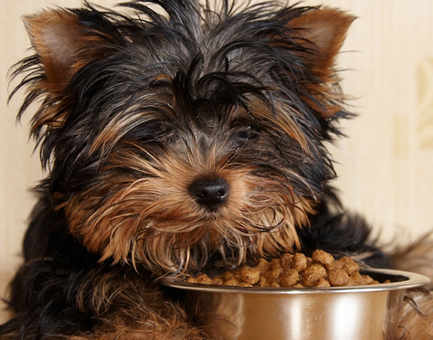 introducing food to puppies