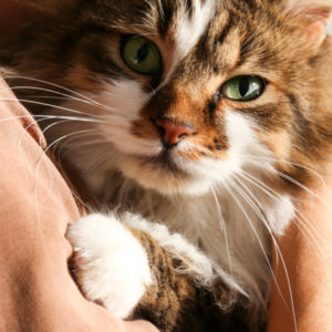 Cat Image -600x600