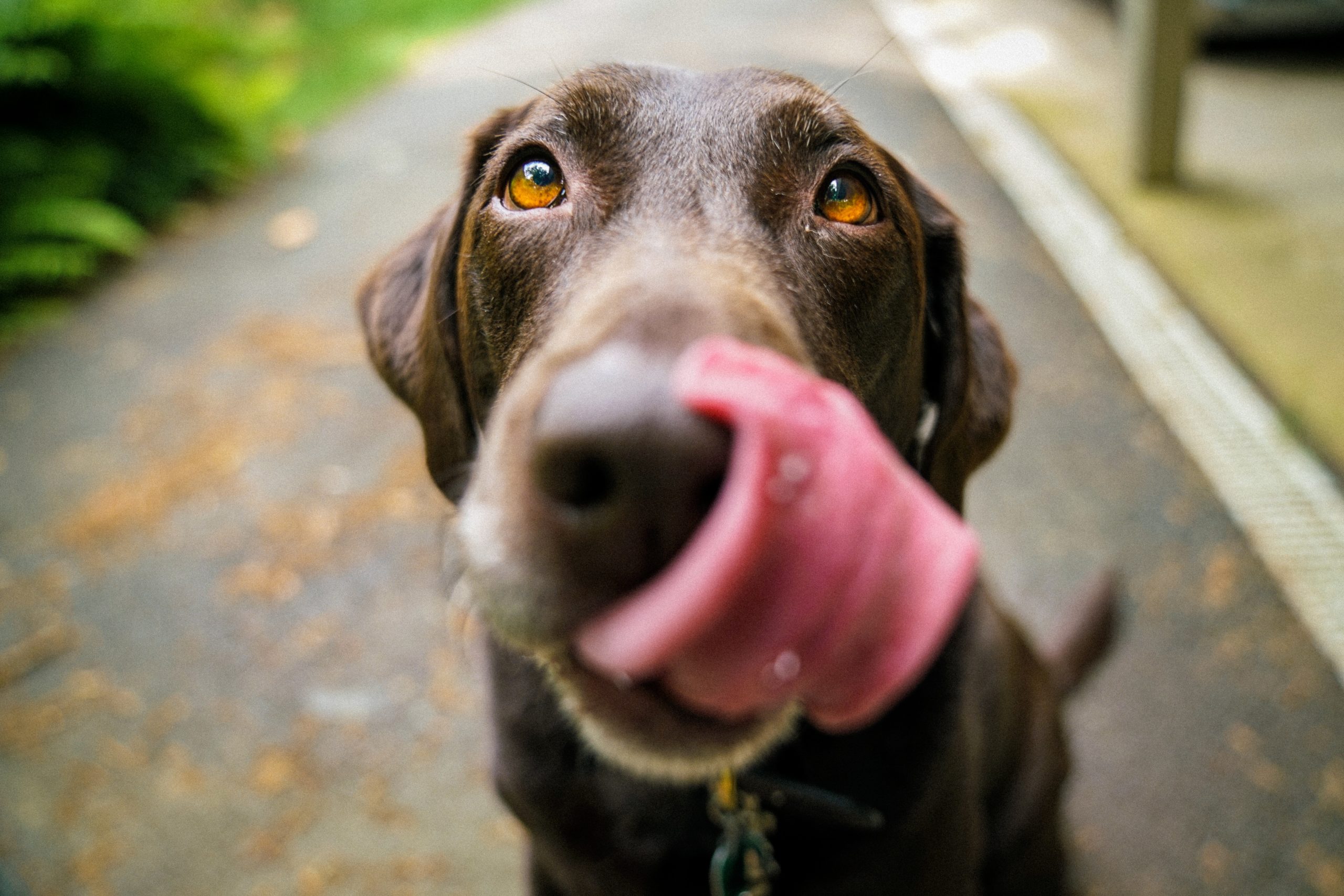 Why Do Dogs Lick Their Lips?