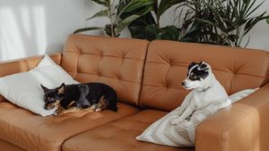 Two small dogs sitting on a leather couch