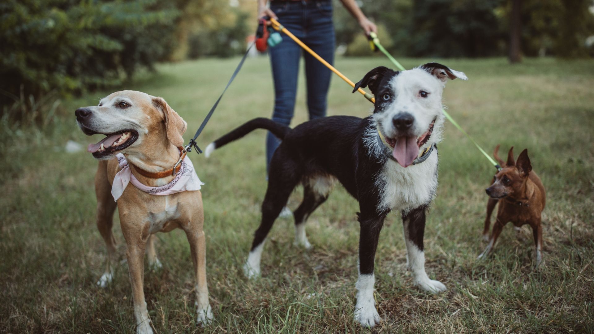 Puppy Sitting in Las Vegas Fetch! Pet Care