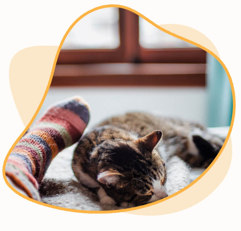 Pet Care Services Fetch! Pet Care