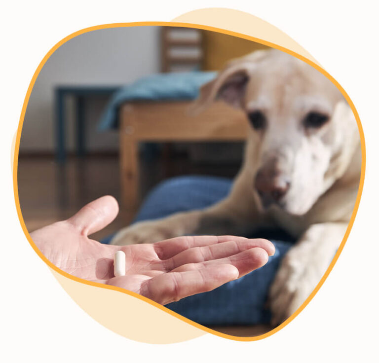 Pet Care Services Fetch! Pet Care