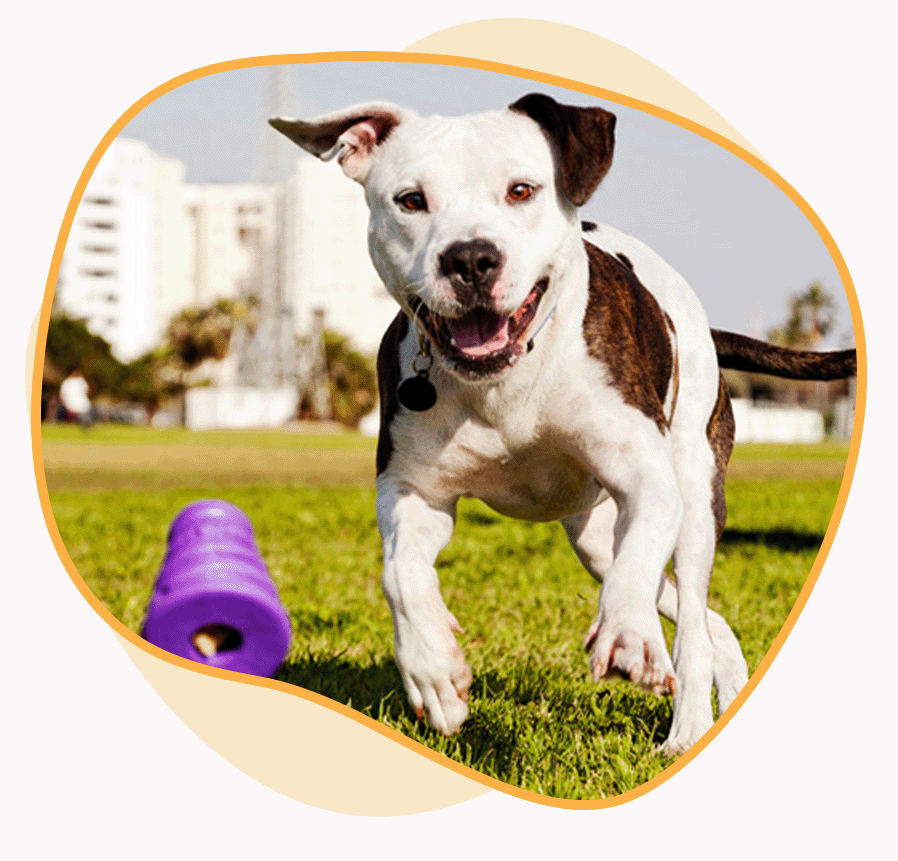 Dog chasing a purple toy