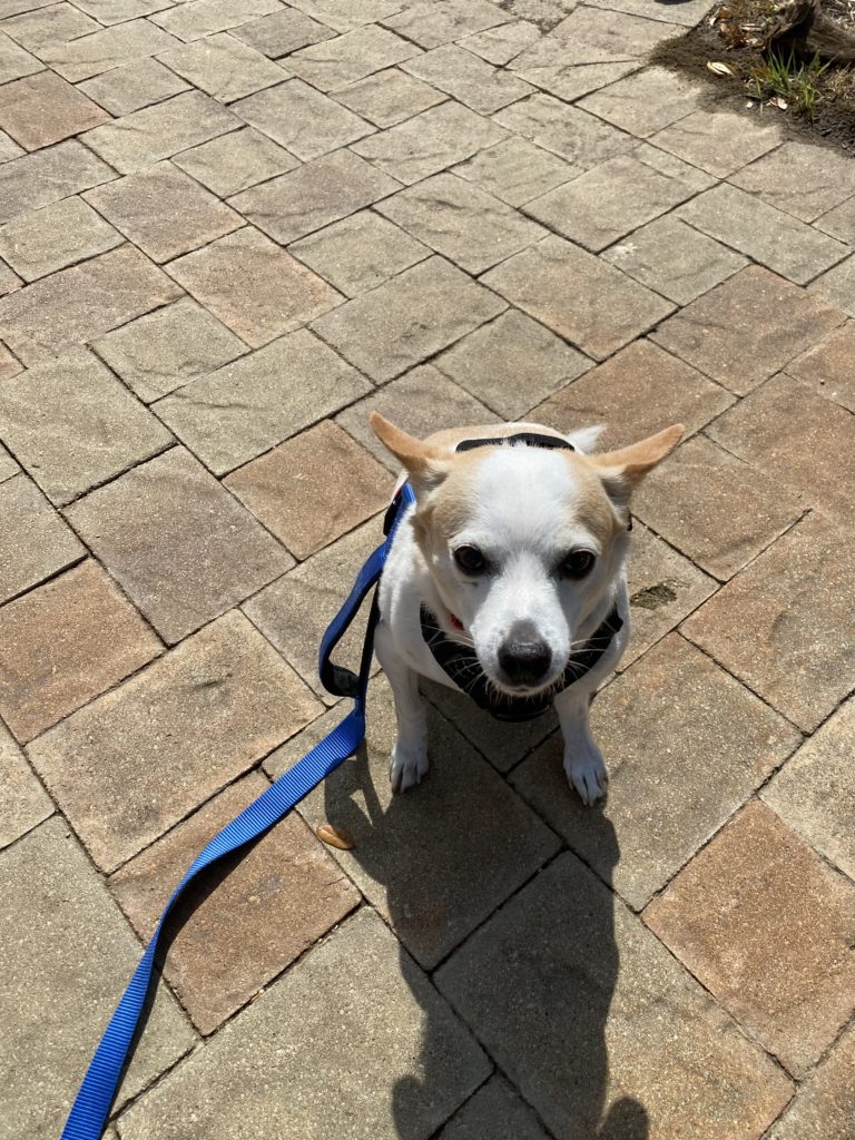 Fetch Flower Mound Pet Family Photo Album Fetch! Pet Care