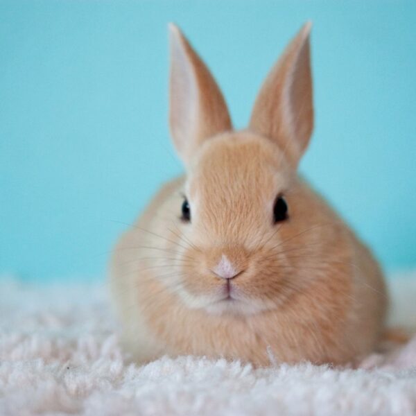 rabbit sitting on rug