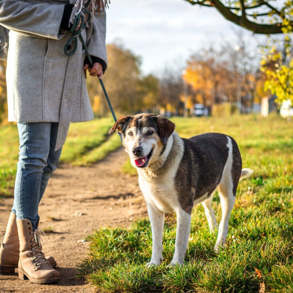 PetSitting in Loudoun County, VA Fetch! Pet Care