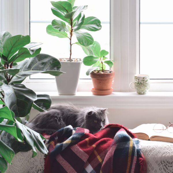 cat on couch