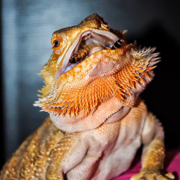 bearded dragon