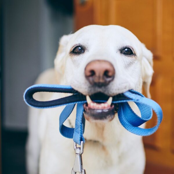 dog holding leash