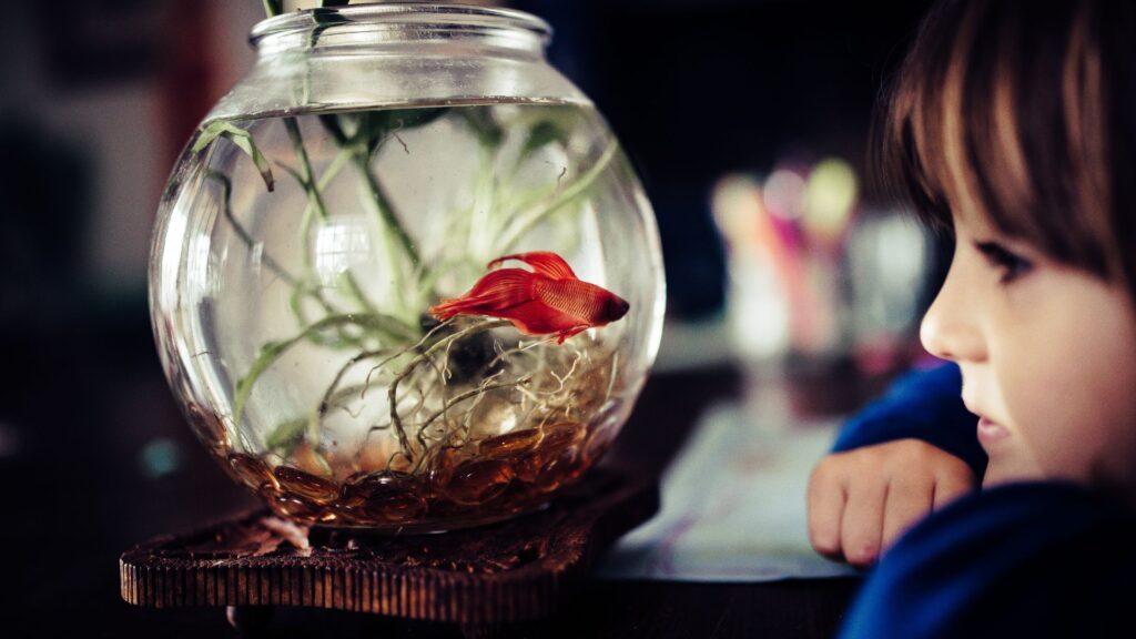 boy with pet fish