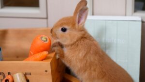rabbit sniffing carrot