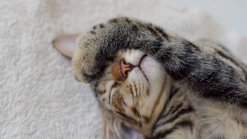 cat with paw over its face