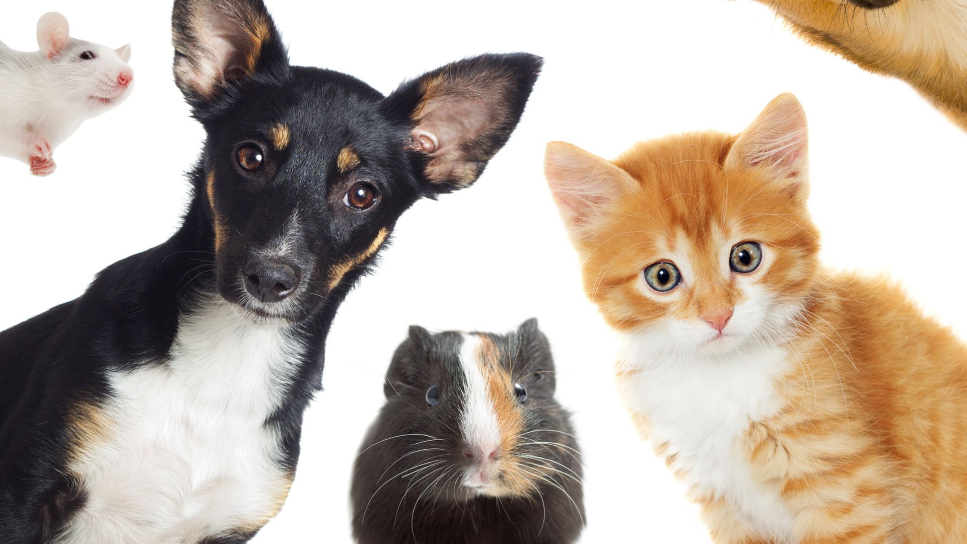 PetSitting in North Richmond, TX Fetch! Pet Care