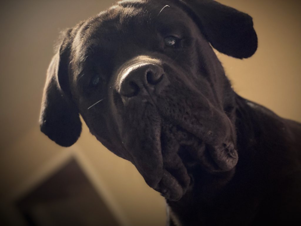 Fetch Flower Mound Pet Family Photo Album Fetch! Pet Care