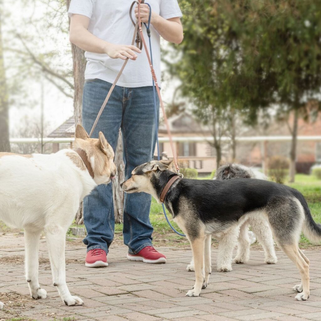 DogWalking Services in GA Fetch! Pet Care