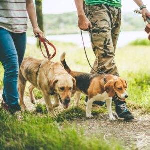 dogs walking with owners on leash