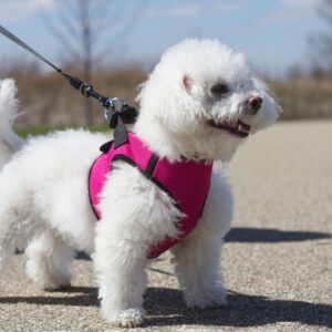 fluffy white dog walking on leash