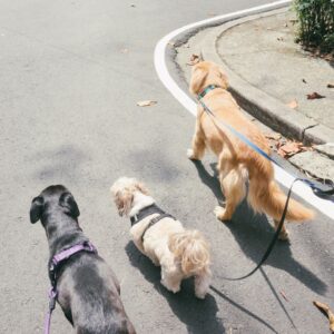 3 dogs together on leashes