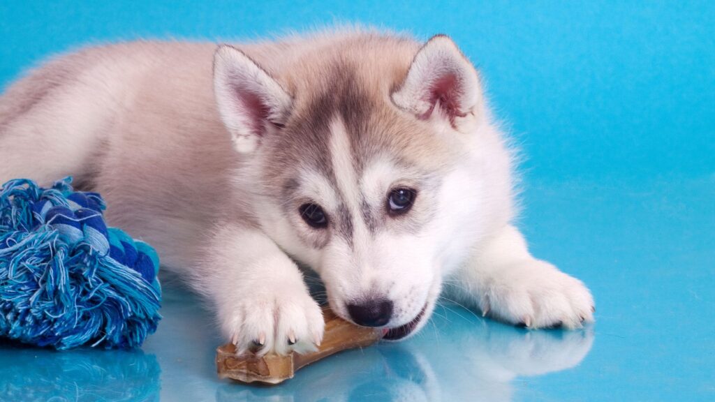 puppy chewing on a treat
