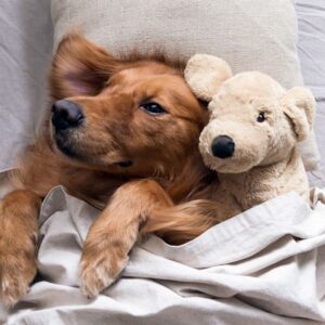Dog under a blanket with a stuffed animal