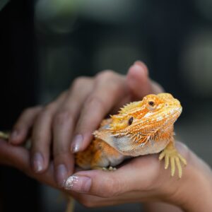 a person holding a lizard
