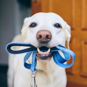 Dog with a leash in its mouth
