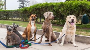 sitting dogs on leash