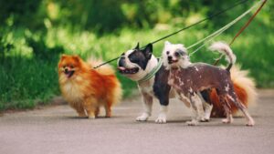 small dogs walking on leash