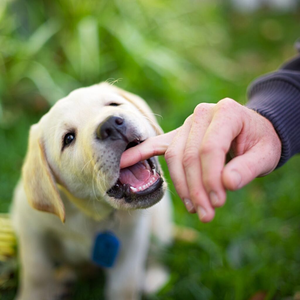 puppy-sitting-in-downtown-seattle-and-bellevue-fetch-pet-care